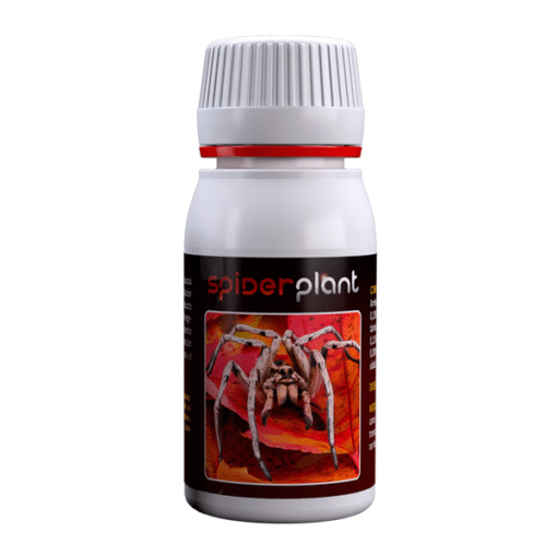 Spider Plant - Contro Ragnetto rosso