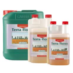 Canna Terra Flores