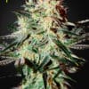 Arjan’s Strawberry Haze - Semi Stagionali Fotoperiodici