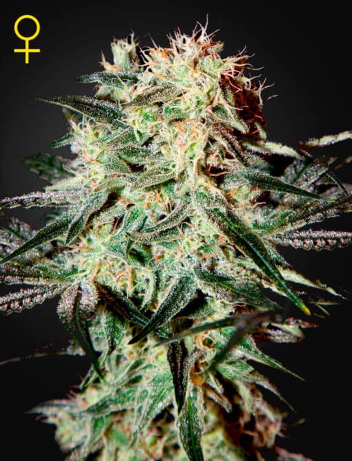 Arjan’s Strawberry Haze - Semi Stagionali Fotoperiodici