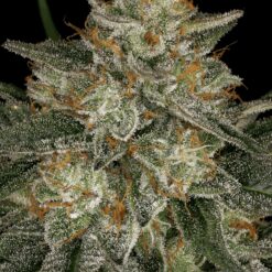 Dutch Kush - Semi Stagionali Fotoperiodici