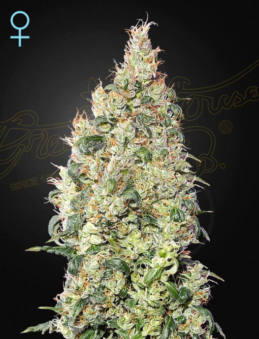 Great White Shark CBD - Semi Stagionali Fotoperiodici