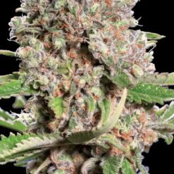 Mendocino Skunk - Semi Stagionali Fotoperiodici