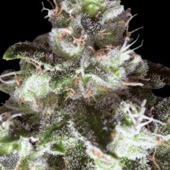 Original White Widow - Semi Stagionali Fotoperiodici