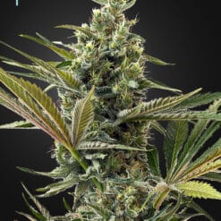 Super Lemon Haze Auto CBD - Semi Autofiorenti