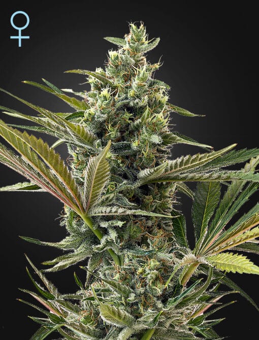 Super Lemon Haze Auto CBD - Semi Autofiorenti