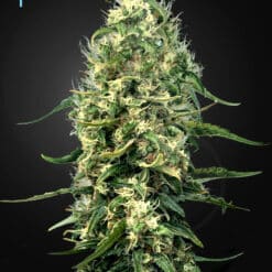 Super Silver Haze CBD - Semi Stagionali Fotoperiodici