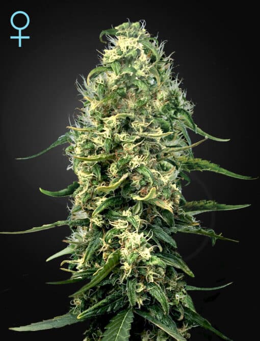 Super Silver Haze CBD - Semi Stagionali Fotoperiodici
