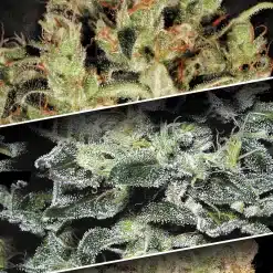 Sativa Champions Pack - Semi Stagionali Fotoperiodici