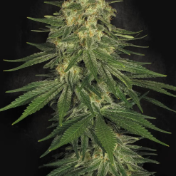 Allkush - Semi Stagionali Fotoperiodici