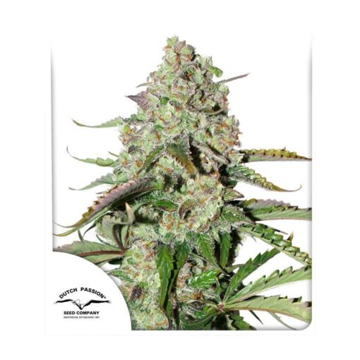 Auto Colorado Cookies - Semi Autofiorenti