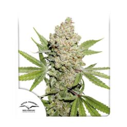 Auto Lemon Kix - Semi Autofiorenti