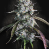 Auto Red Velvet - Semi Autofiorenti