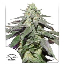 Auto Skywalker Haze - Semi Autofiorenti