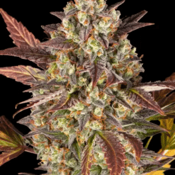 Amnesia Haze Auto - Semi Autofiorenti