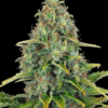 Blue Cheese Auto - Semi Autofiorenti