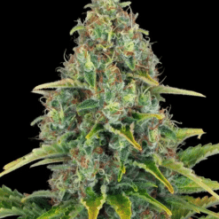 Blue Cheese Auto - Semi Autofiorenti