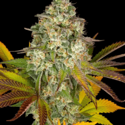 Cookies Kush Auto – Semi Autofiorenti