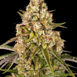 Critical Kush Auto - Semi Autofiorenti
