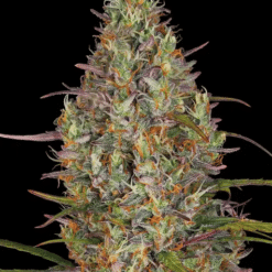 Glue Gelato Auto - Semi Autofiorenti