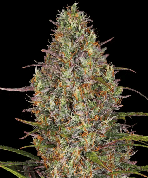 Glue Gelato Auto - Semi Autofiorenti