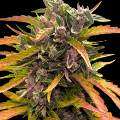 Gorilla Glue Auto - Semi Autofiorenti