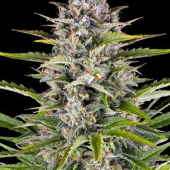 Gorilla Zkittlez Auto - Semi Autofiorenti