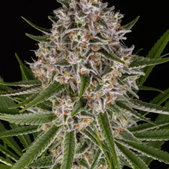 Lemon Haze Auto – Semi Autofiorenti
