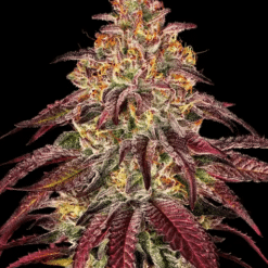 Mimosa x Orange Punch Auto - Semi Autofiorenti