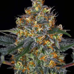 Moby Dick Auto - Semi Autofiorenti
