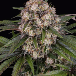 OG Kush Auto – Semi Autofiorenti