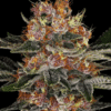 Purple Punch Auto - Semi Autofiorenti