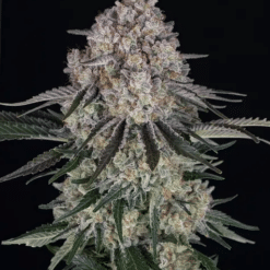 Sour Diesel Auto – Semi Autofiorenti