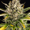 Strawberry Cheesecake Auto - Semi Autofiorenti