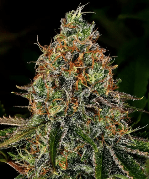 Tangerine Dream Auto - Semi Autofiorenti