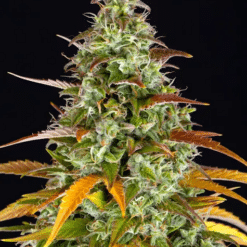 Watermelon Zkittlez Auto - Semi Autofiorenti