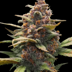 Ayahuasca Purple - Semi Stagionali Fotoperiodici