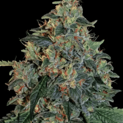 Blueberry OG - Semi Stagionali Fotoperiodici