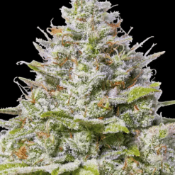Blue Gelato 41 - Semi Stagionali Fotoperiodici