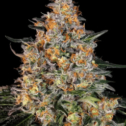Bubba Kush - Semi Stagionali Fotoperiodici