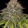 Critical Kush - Semi Stagionali Fotoperiodici
