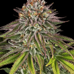 Critical Kush - Semi Stagionali Fotoperiodici