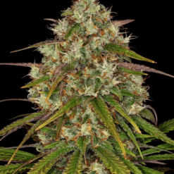 Liberty Haze - Semi Stagionali Fotoperiodici