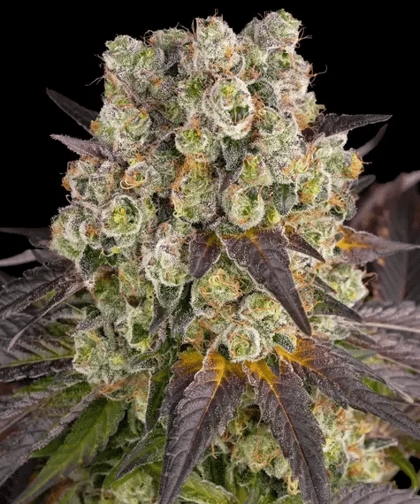 Purple Punch x Lemon Drizzle - Semi Stagionali Fotoperiodici