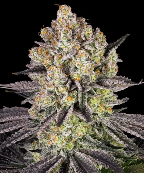 Runtz - Semi Stagionali Fotoperiodici