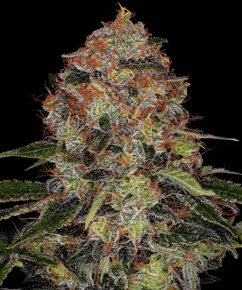 Shiskaberry - Semi Stagionali Fotoperiodici