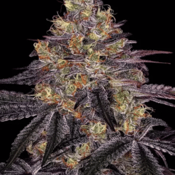 Watermelon Zkittlez - Semi Stagionali Fotoperiodici