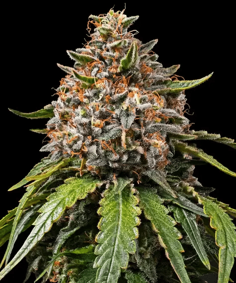 White Widow XXL - Semi Stagionali Fotoperiodici