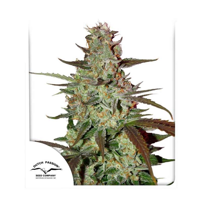 Blue Auto Mazar - Semi Autofiorenti