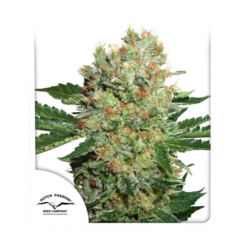 Brainstorm - Semi Stagionali Fotoperiodici